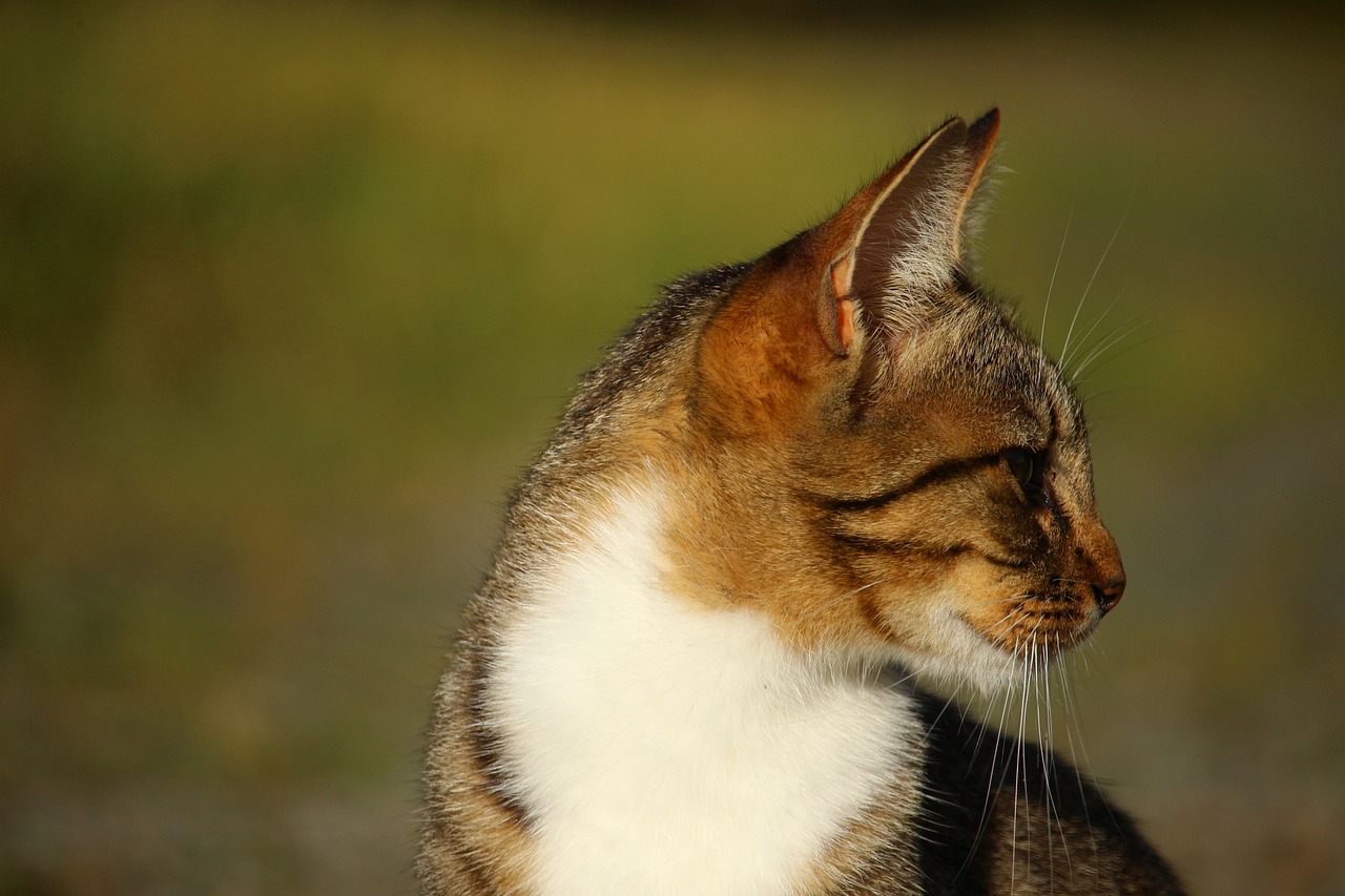 世界最长寿的猫咪离世，引发全球悼念