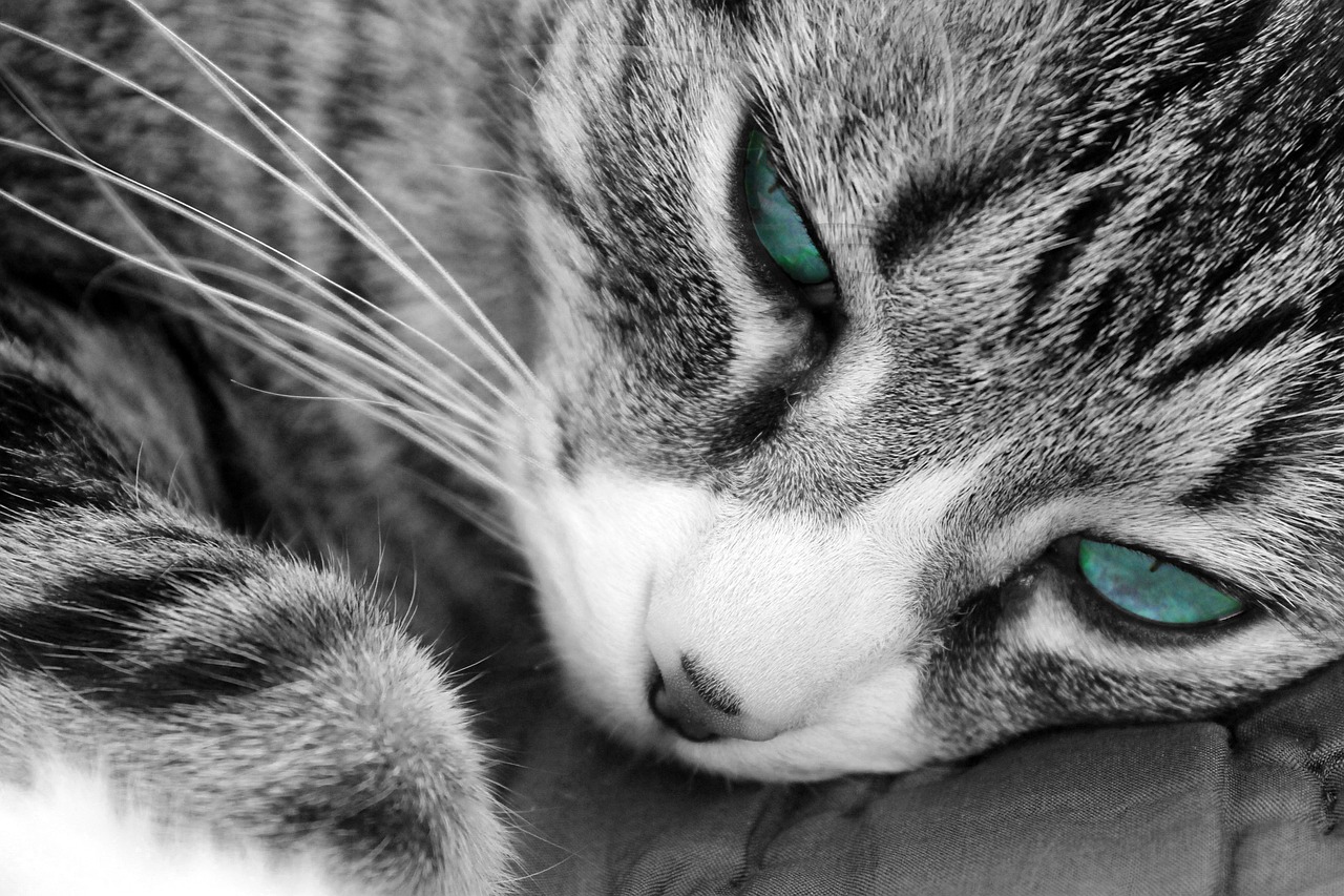 女子和流浪猫贴贴被咬伤眼部